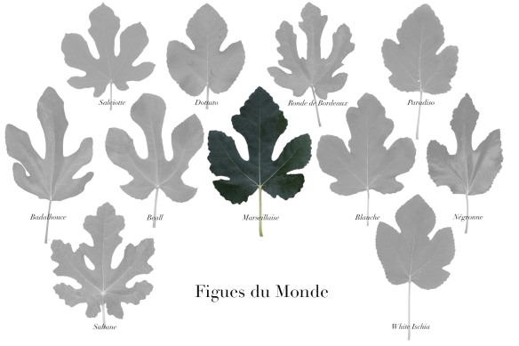 Carte Figues du Monde 3.jpg